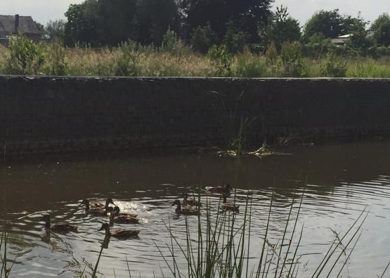Biodiversiteit op bedrijventerrein, naast werknemers ook een heleboel rustgevende gasten op ons terrein Dorpveld II - ecologisch bedrijventerrein